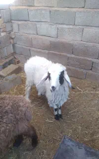 بره ماده