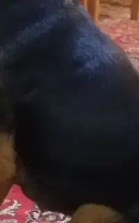 سگ بلوار امام حسین پیدا شده