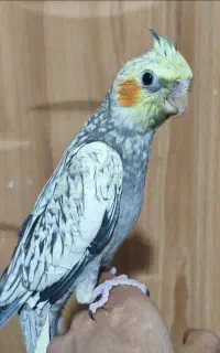 گمشده