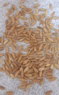 گندم دیم اردبیل