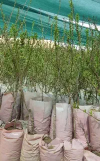 نهالستان گردو و بادام گلدانی دیرگل و زودبازده