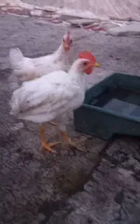 جوجه گمشده