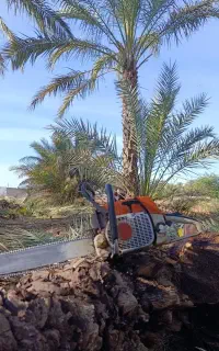 قطع نخل رایگان زارعی