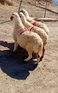 ۳رس میش درگ آبستن تکمیل جنس فروشی