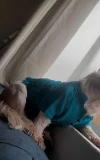 سگ شیتزو تریر