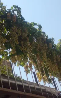 سبد ۵کیلویی انگور نوع نوع ۱۱۰تا