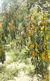 فروش نهال سنجد صادراتی حاج حسین با چک معتبر اقساطی