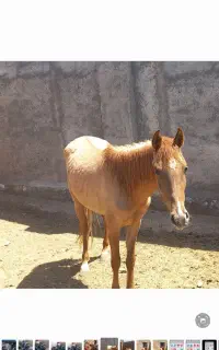 عرب مادیان