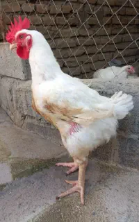 خروس ارگانیک