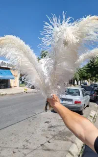پر شتر مرغ