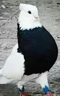 کوداوره