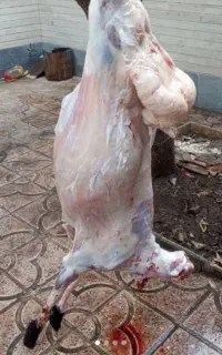 گوشت گوسفند موجود است