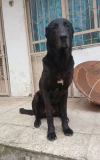 واگذاری سگ سرابی