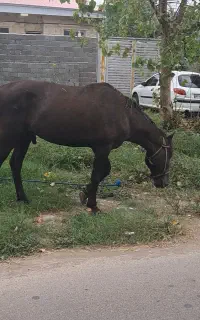 نریان ۸ساله بسیار درشت وکته کلفت