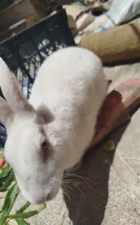 خرگوش