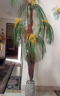 درختچه نخل  ، زینتی غیر طبیعی  .