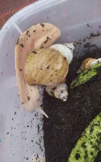 حلزون معاوضه باپرنده