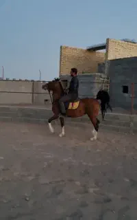اسب