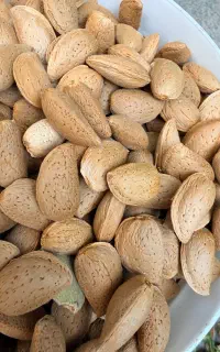 بادام درختی سنگی تویسرکان