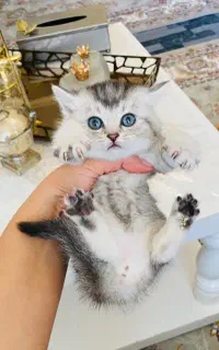 بریتیش سیلور و بلک گلد