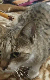 مژدگانی جهت یافتن گربه گمشده