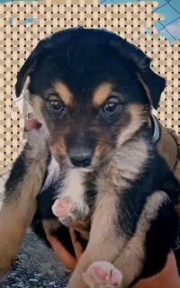 توله سگ  2 ماهه