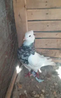 طوقی الماسی
