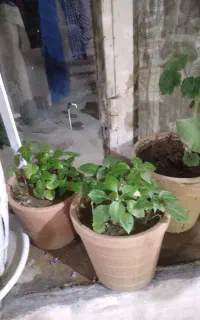 گل طبیعی