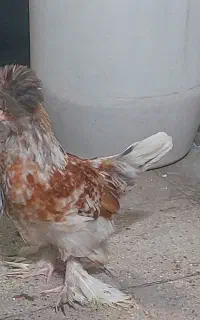 مرغ و خروس پا پر کاکولی چهل تاج بهترین نژاد