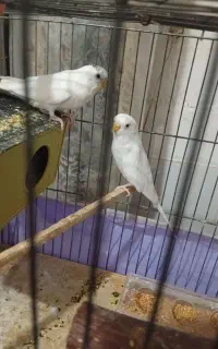 جفت مرغ عشق سفید