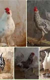 مرغ و خروس گلین طوسی ،خال سوزنی،پنگوئنی