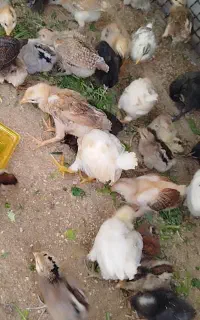 جوجه محلی اصل یک ماهه