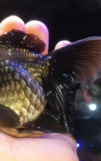 ماهی گلدفیش مولد  تاپ گرید . آکواریوم