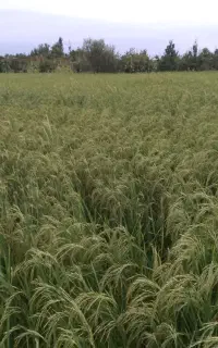 فروش طارم هاشمی اصل