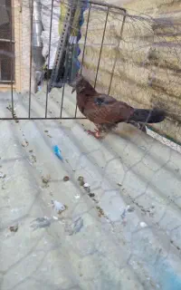 کفتر جوجه جیر گمشده