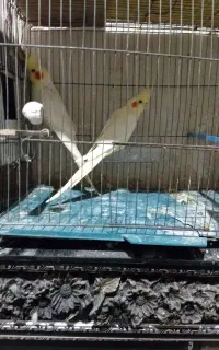 گمشده عروس هلندی جوجه دار