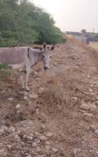 فروش الاغ