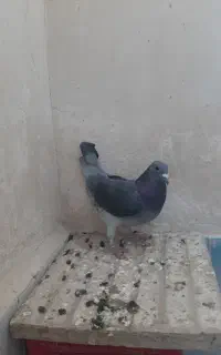 کبوتر مسافتی پلاکی