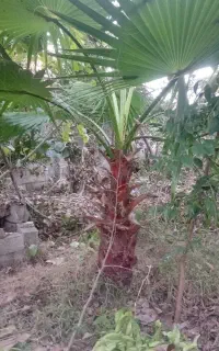 فروش درخت پالم