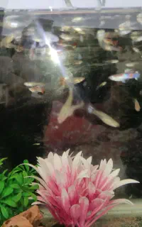 آکواریوم شیشه خم همراه با ماهی گوپی