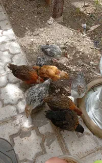 فقط معامله