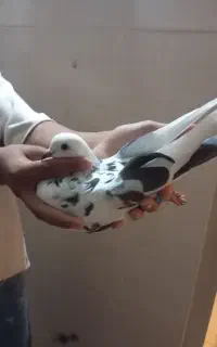 کبوتر پرشی