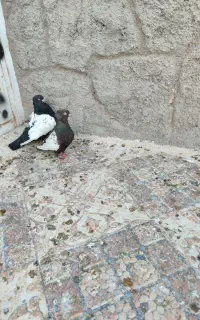 یه جفت سینه سیاه