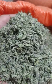 پونه کوهی