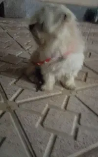 واکذار ی سک شیتزوباهوش و تربیت شده