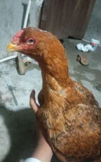 ماده مرغ افغانی اصیل چشم ابی