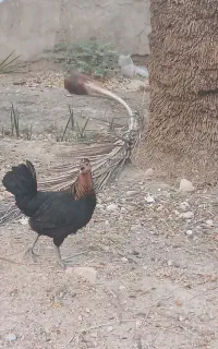 فروش مرغ و جوجه