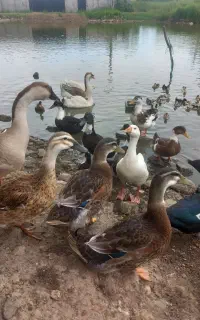 فروش اردک