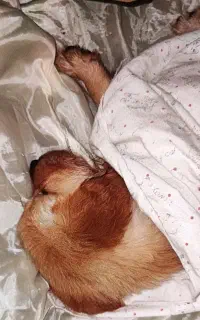 واگذاری فروش سگ ماده ۳ماه گلدن رتریور اسکاتلندی