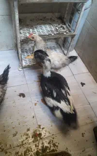 اردک